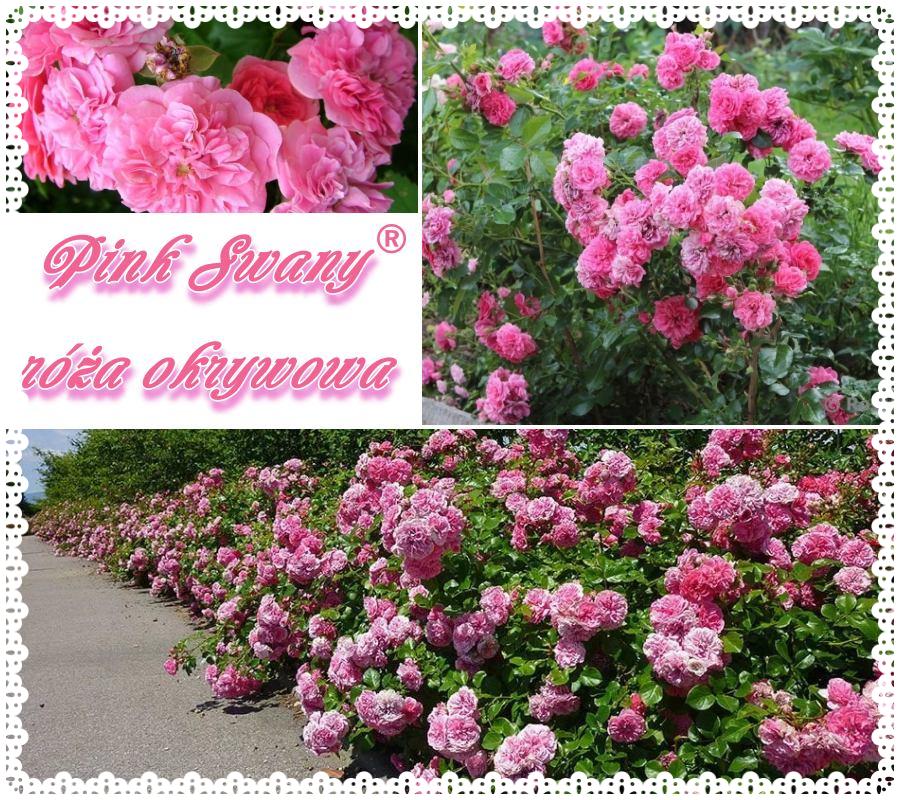 Pink Swany róża okrywowa